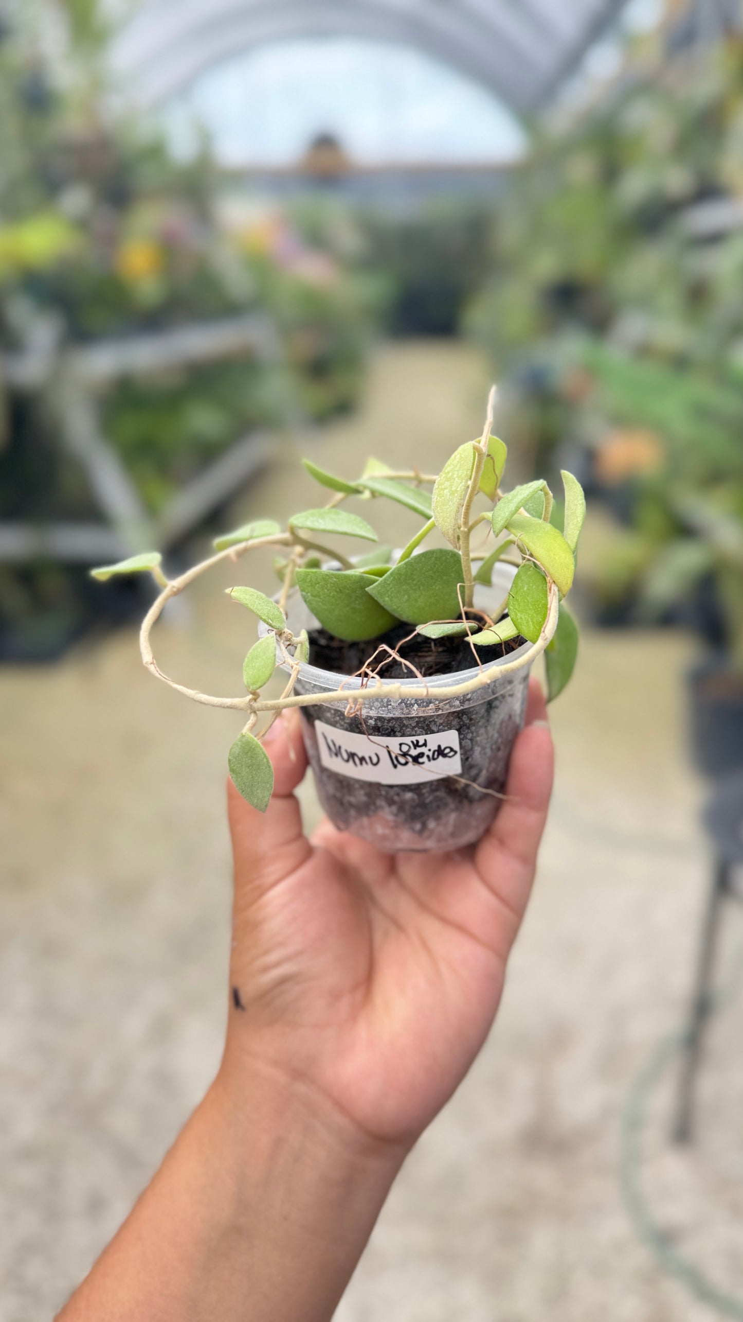 HOYA NUMMULORIDES 013 3"