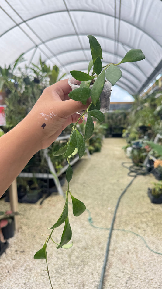 HOYA NONNA 015 3"