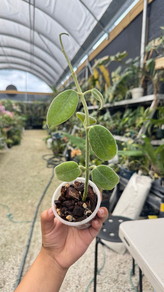 HOYA LAUTERBACHII 3"016