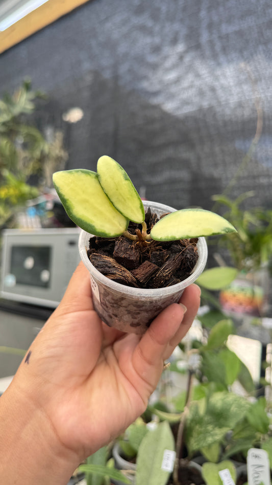HOYA ACUTA INNER VARIEGATION 019 2"