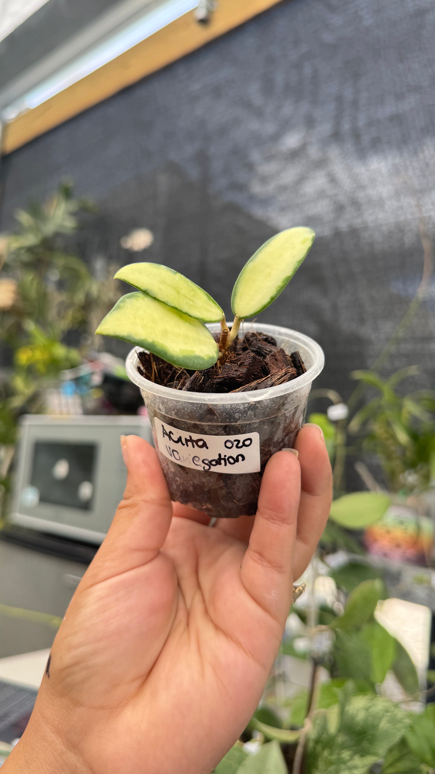 HOYA ACUTA INNER VARIEGATION 019 2"