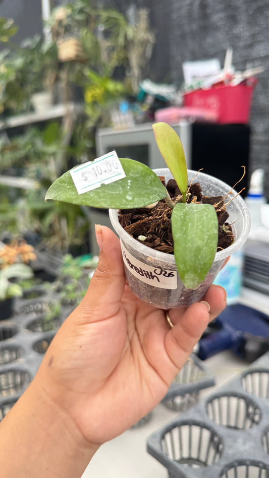 HOYA MEREDITH 026 2"