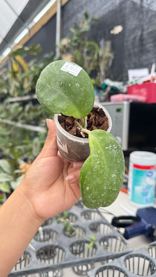 HOYA CARNOSA 027 3"