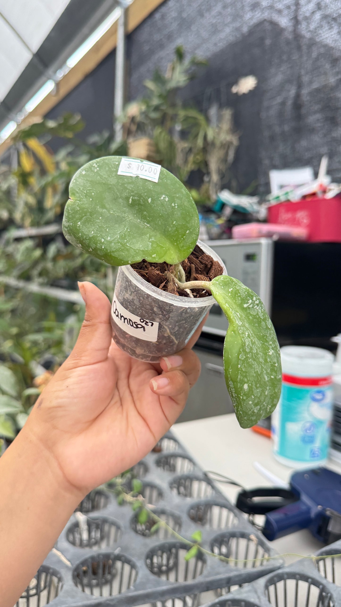 HOYA CARNOSA 027 3"
