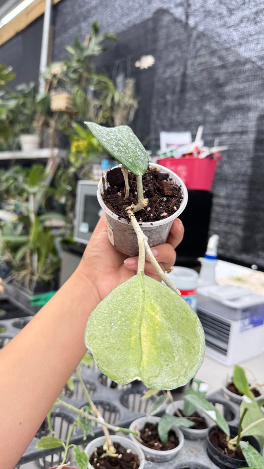 HOYA KERRY INNER VARIEGATION 029 3"