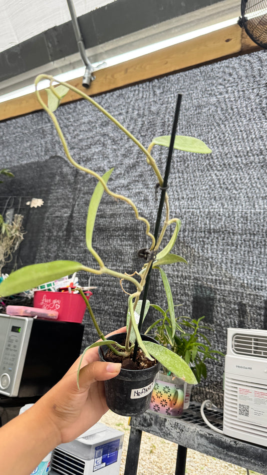 HOYA MELIFLUA 3" 033