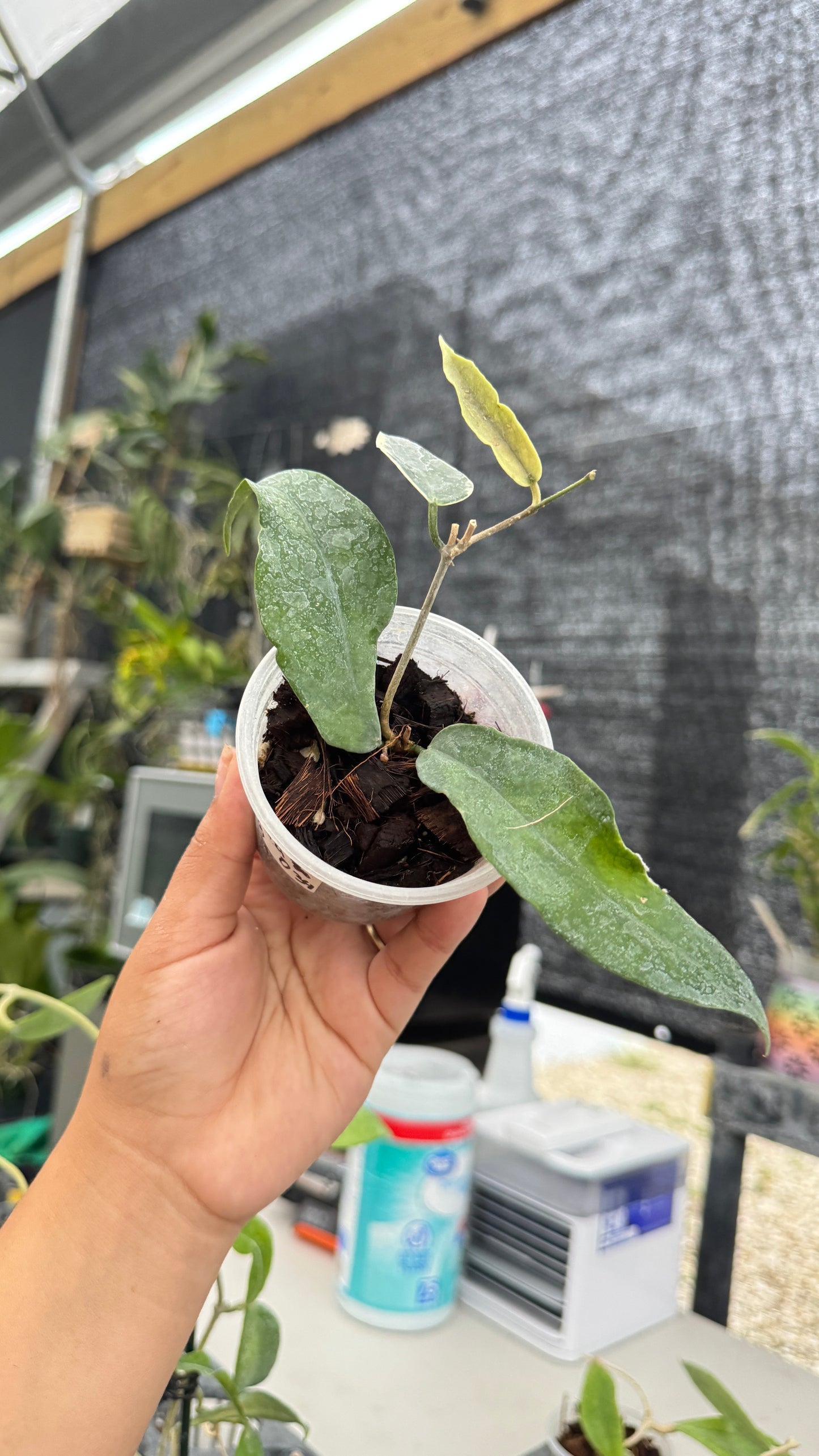 HOYA KENEJIANA ALBO 034 3"