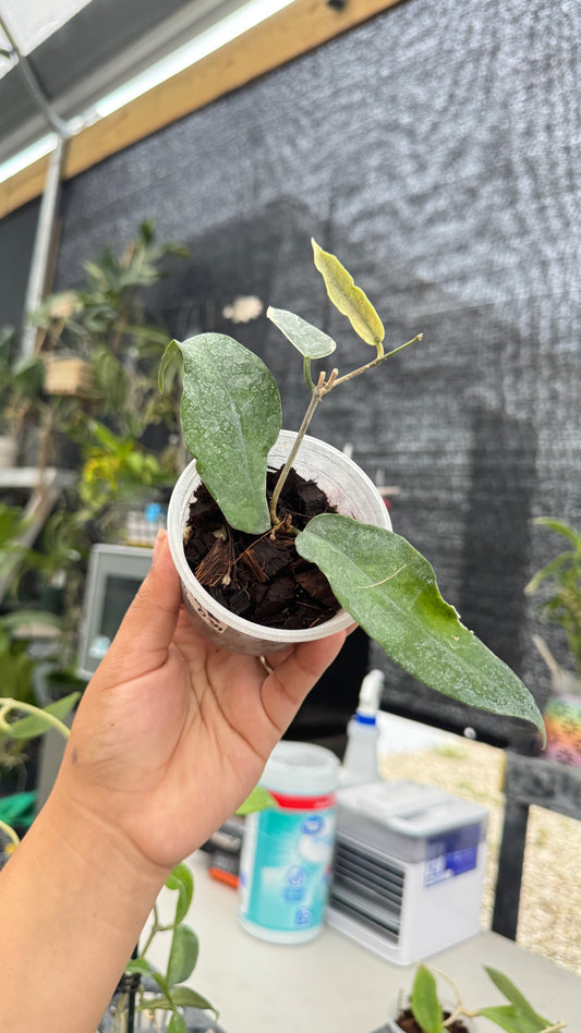 HOYA KENEJIANA ALBO 034 3"