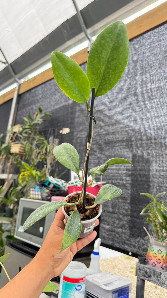 HOYA UTH-29 035 3"