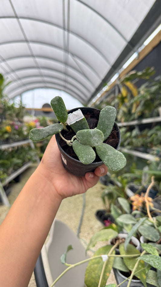 HOYA RONTUDIFLORA 3" 039