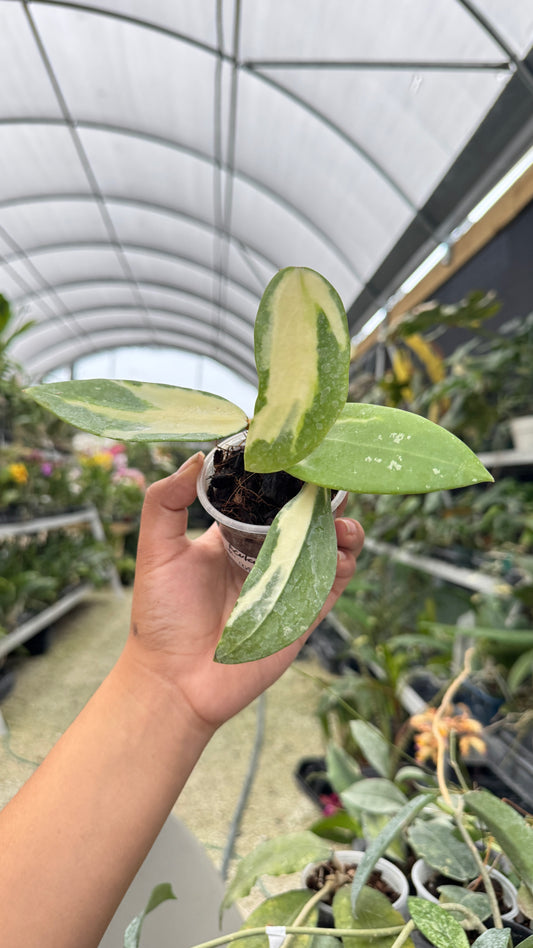 HOYA ACUTA INNER VARIEGATION 044 3"