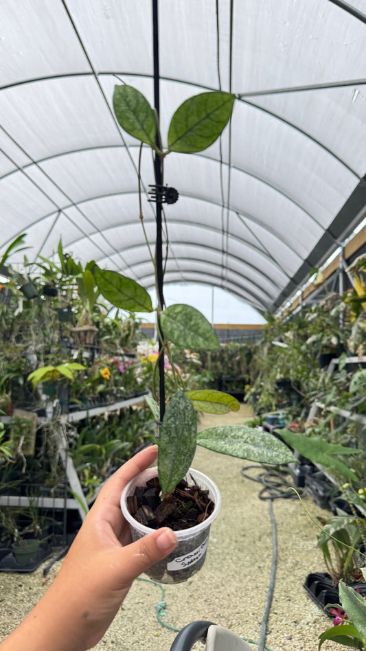 HOYA CRASSIPETOLIA SPLASH 047 3"