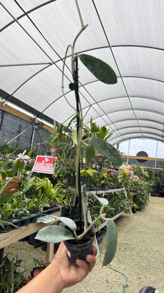 HOYA MELIFLUA 3" 050