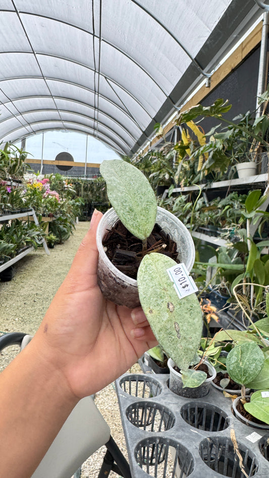 HOYA CARNOSA GHOST 051 2"