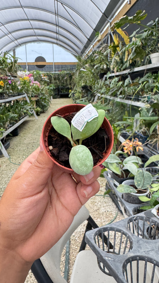 HOYA NEW SULAWESII 053 2"