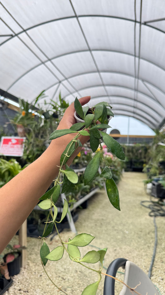 HOYA NONNA 2" 054 1