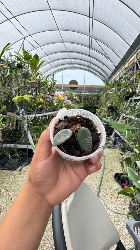 HOYA THOMSONII WHITE 2" 055