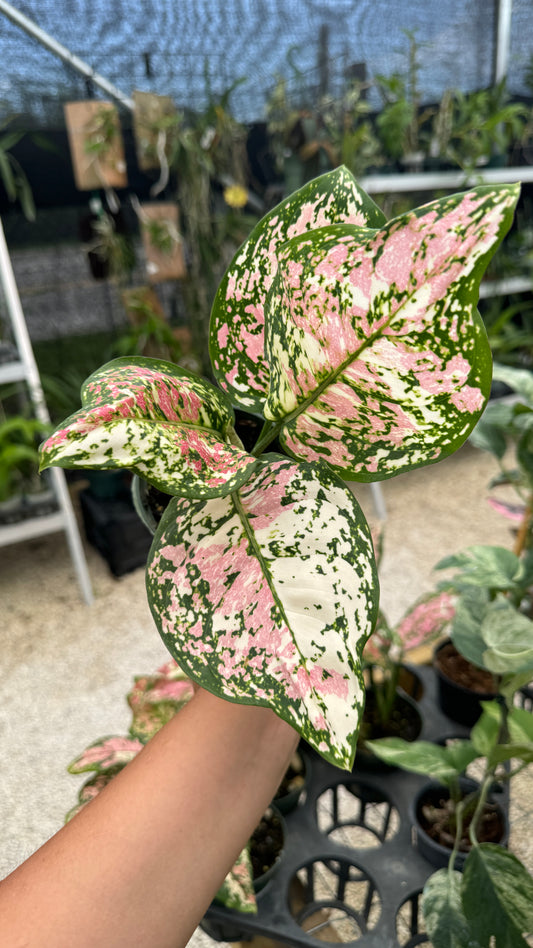 AGLAONEMA TRICOLOR 4"