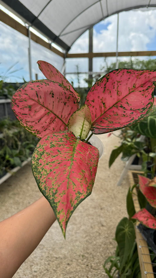 AGLAONEMA ANJAMANI 4"