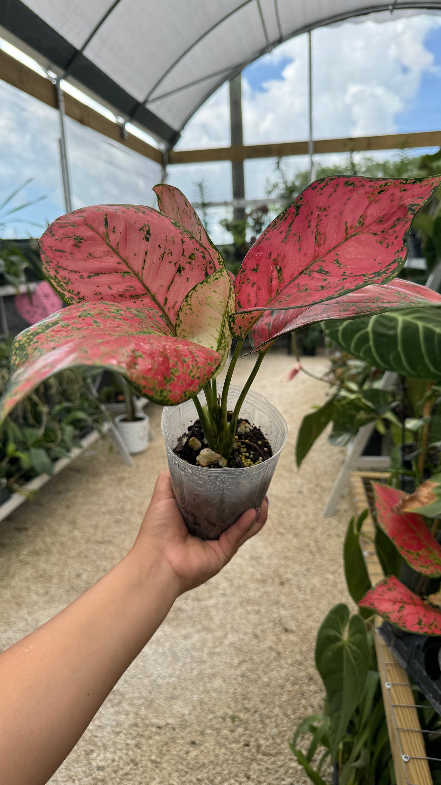 AGLAONEMA ANJAMANI 4"