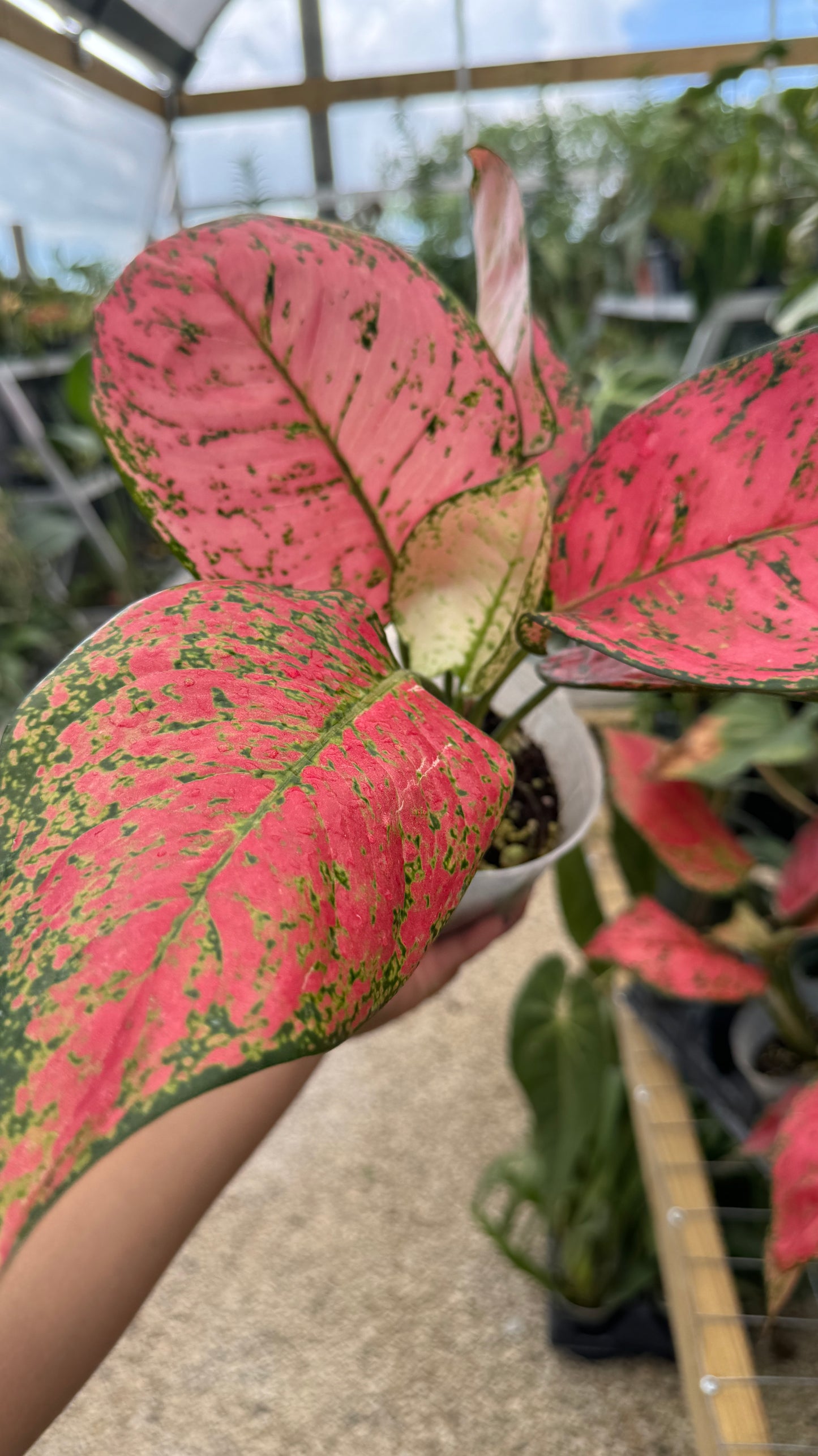 AGLAONEMA ANJAMANI 4"