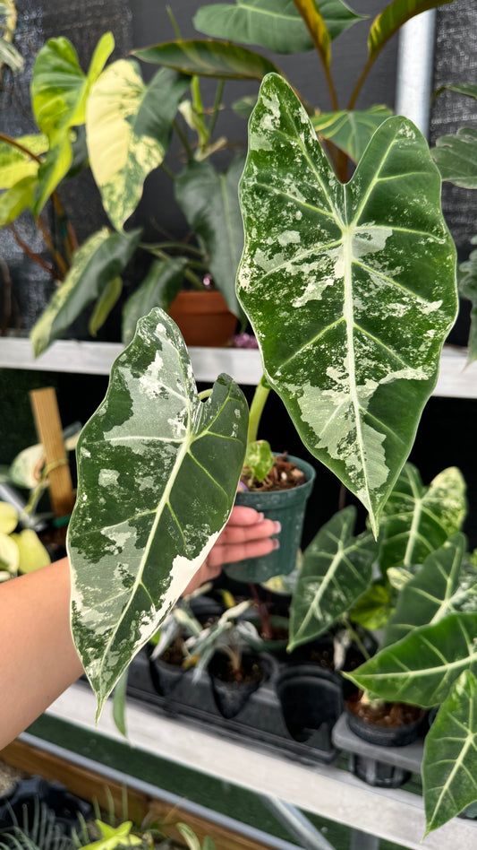 ALOCASIA FRYDECK VARIEGATED 4"