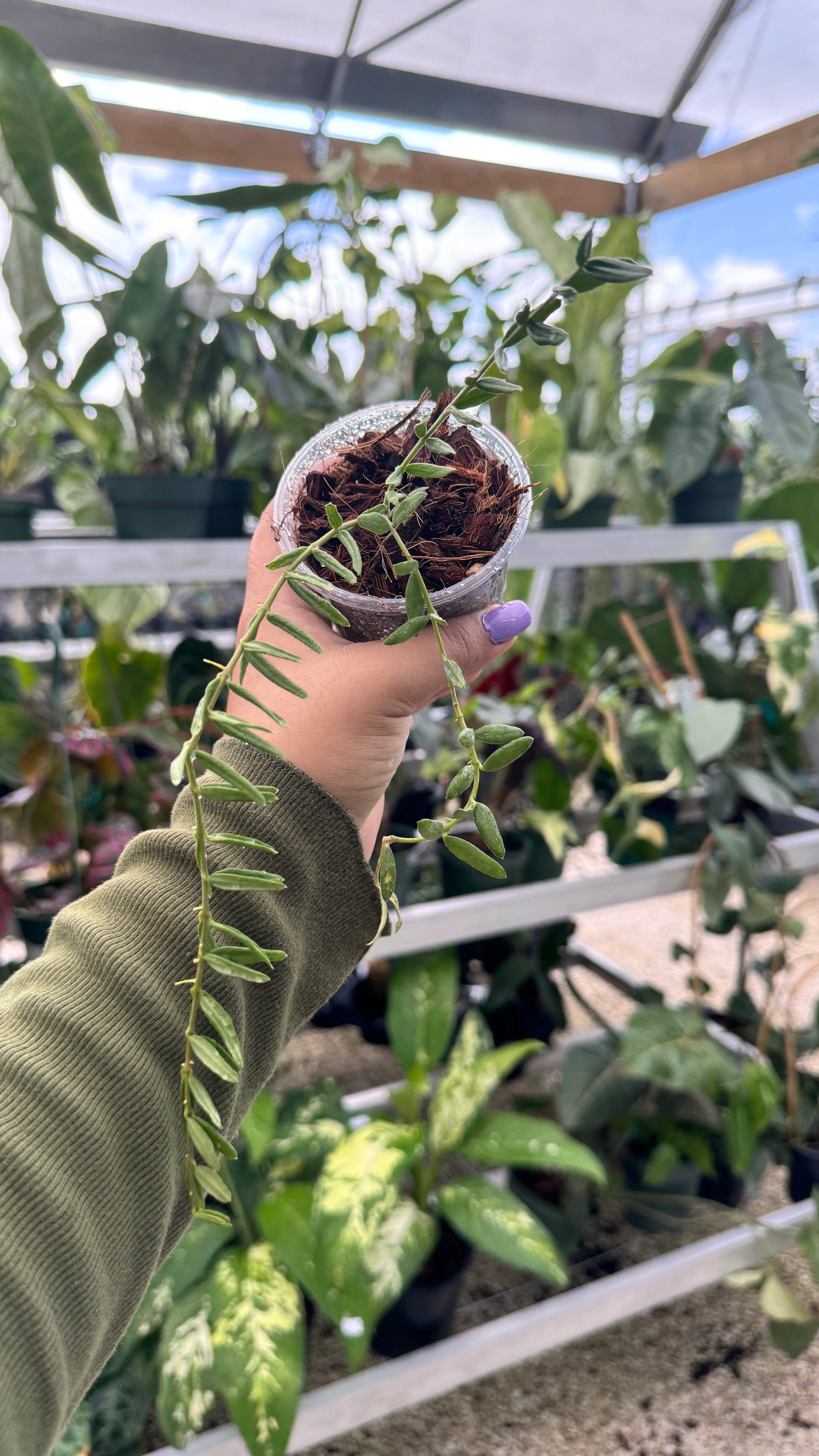 HOYA ENGLERIANA 3"