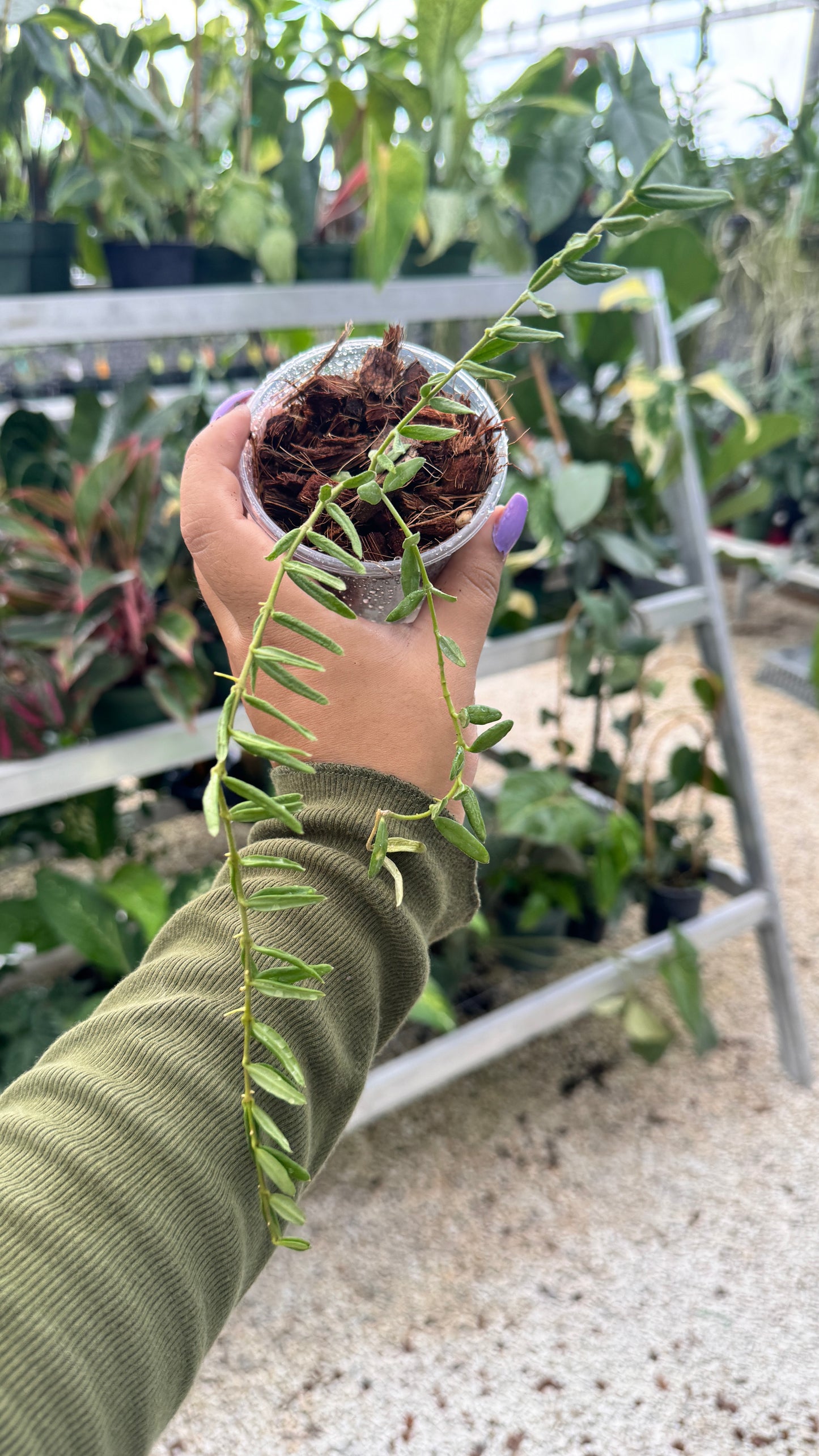 HOYA ENGLERIANA 3"