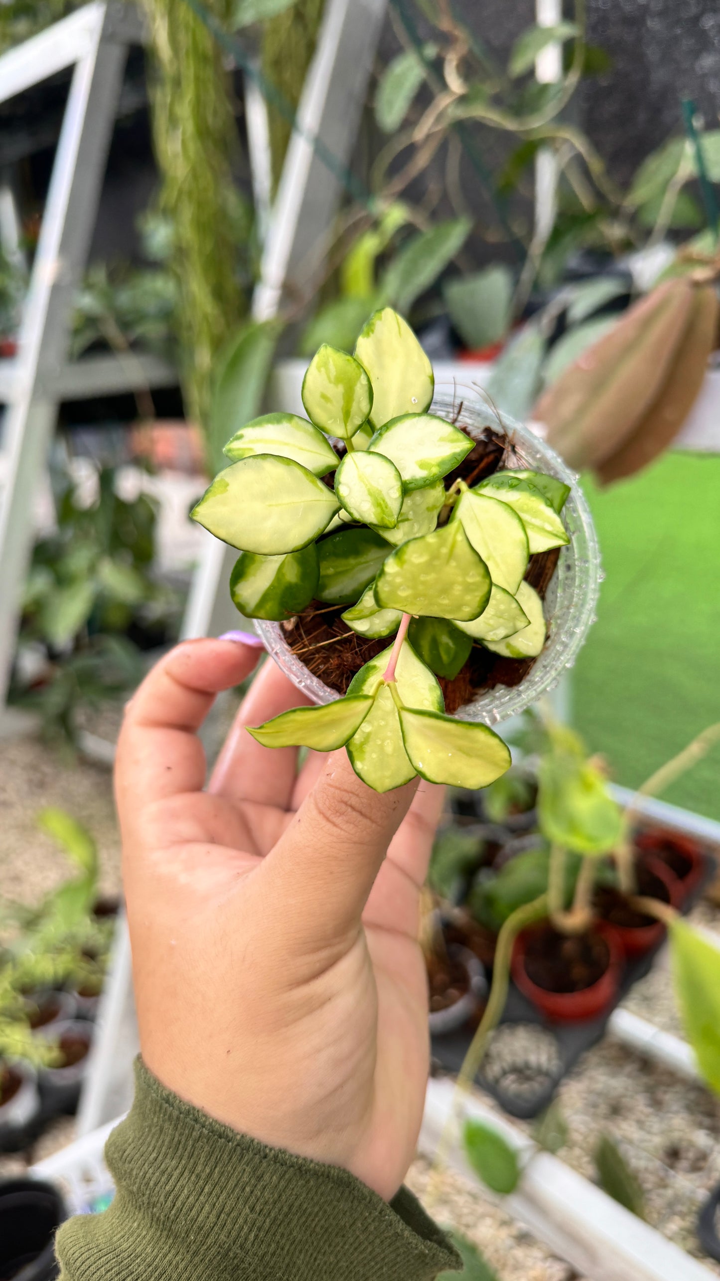 HOYA HEUSCHEKELIANA VARIEGATED 3"