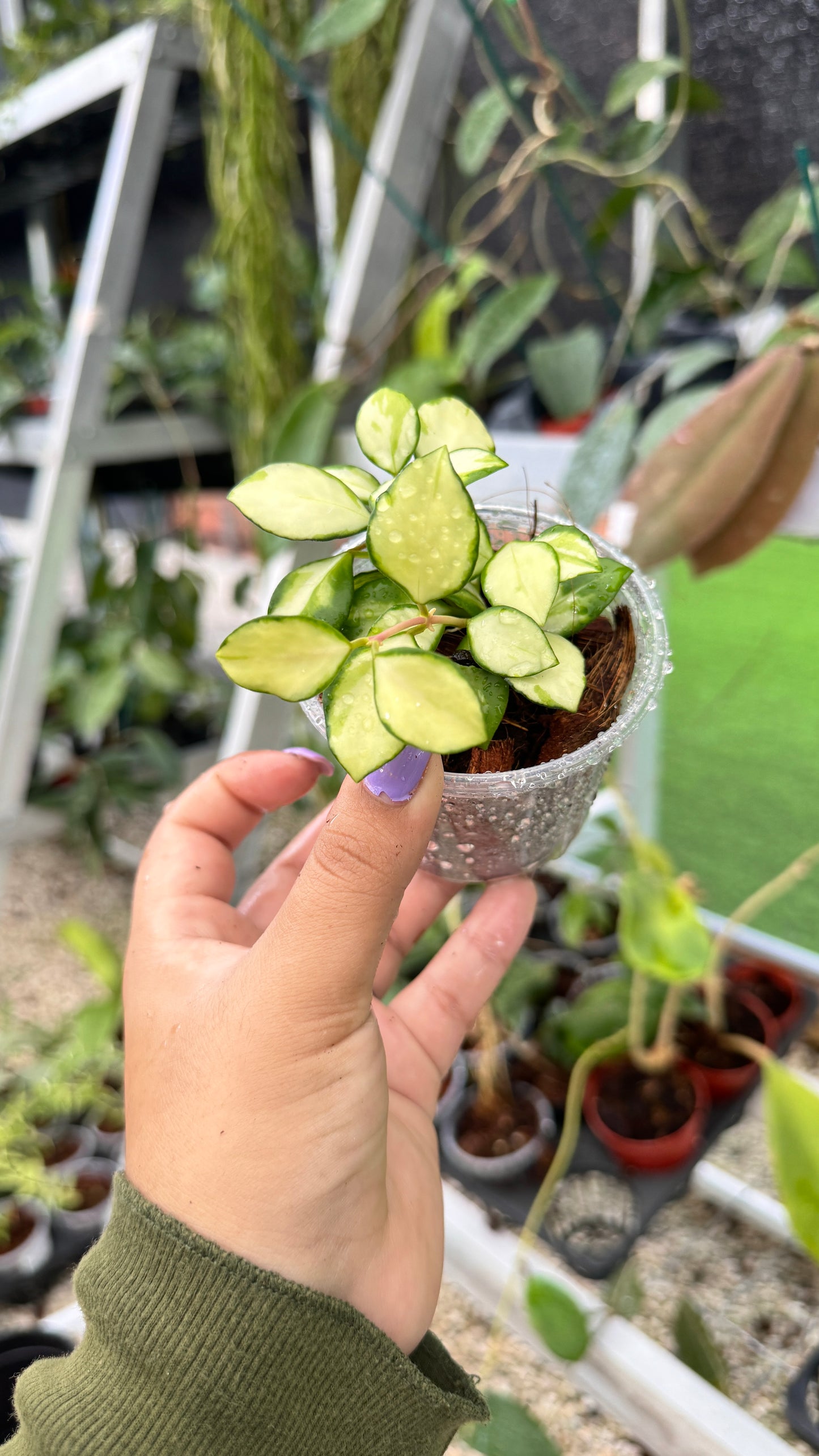 HOYA HEUSCHEKELIANA VARIEGATED 3"