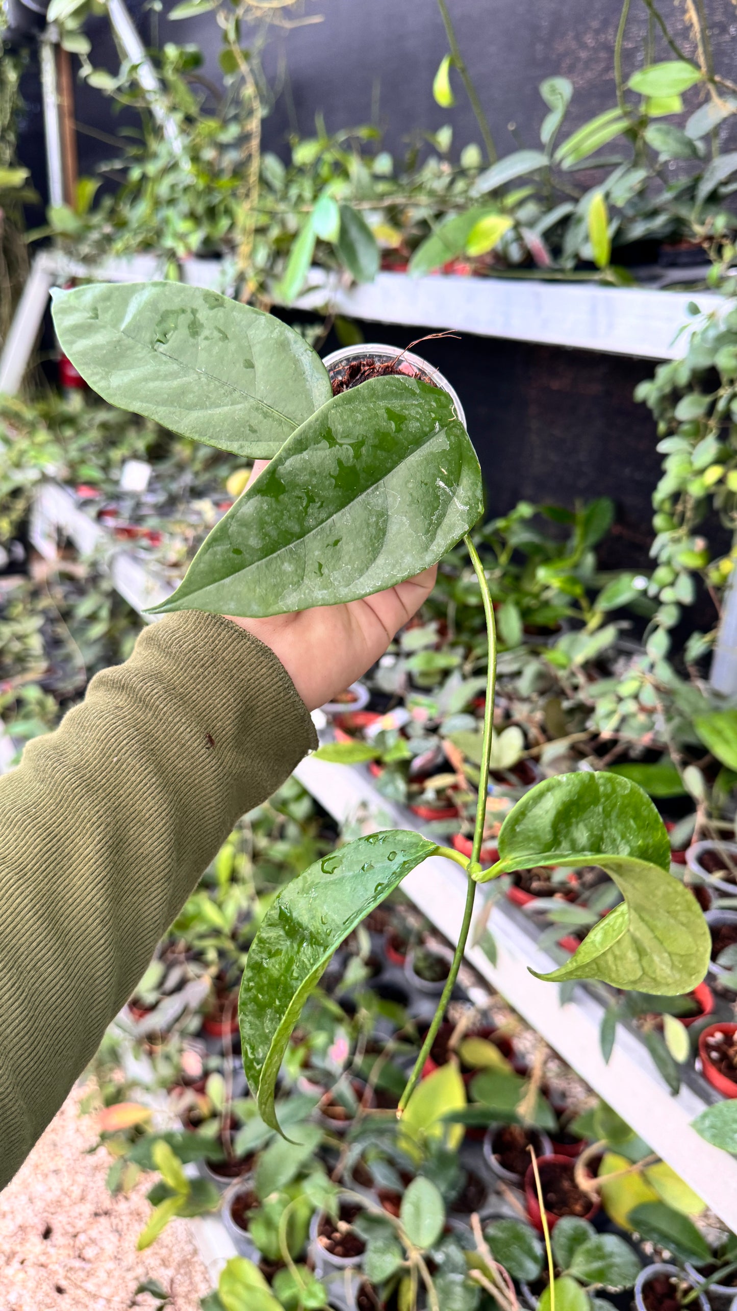 HOYA HALCONENSIS 3"