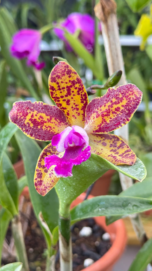RLC. NAOMI DELIGHT 4"