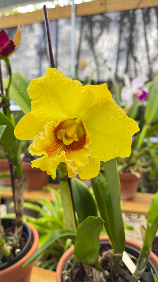 RLC. ATARDECER 'THONGSUK DELIGHT #2" 6"