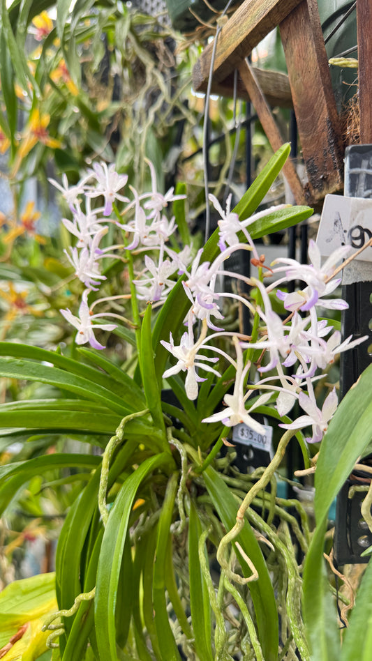 RHYN. COELESTIS BLUE FORM