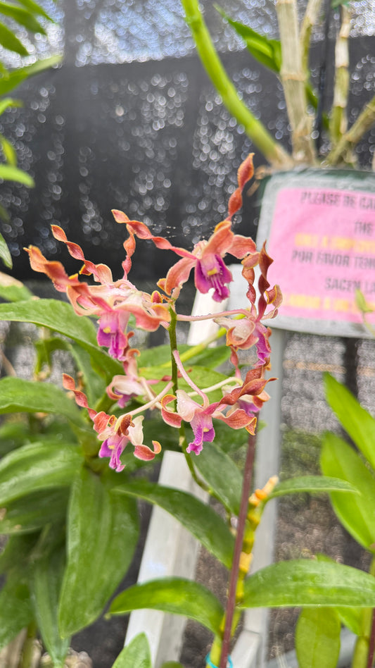 DENDROBIUM HAPPY FAMILY 4"