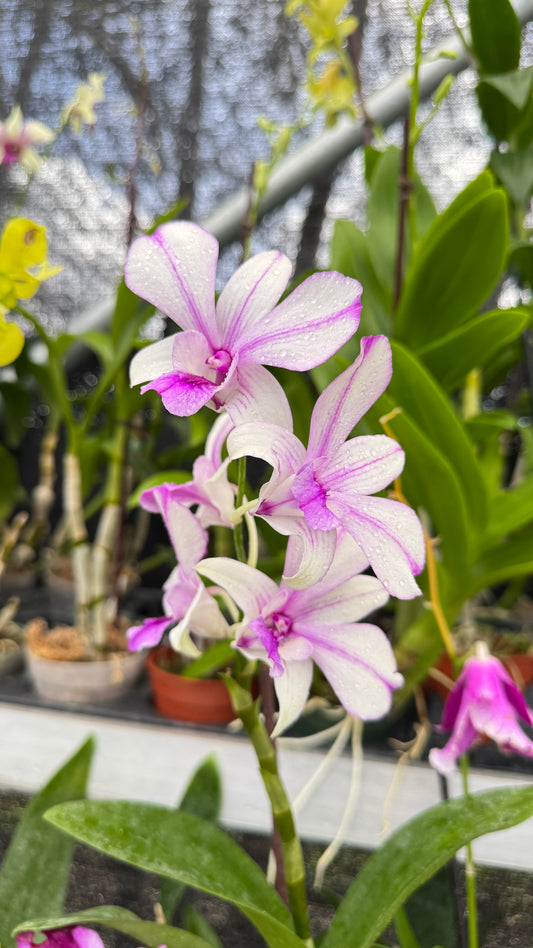 DENDROBIUM POPEYE 4"