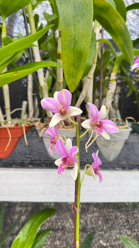DENDROBIUM PINK 4"