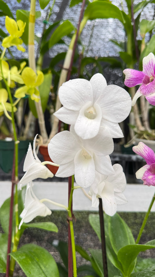DENDROBIUM WHITE 4"