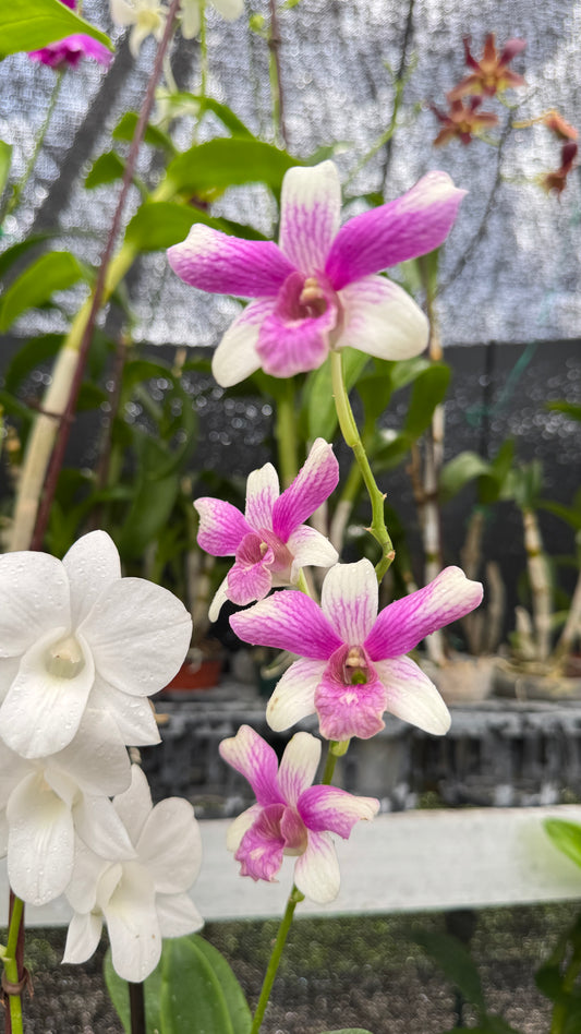DENDROBIUM WHITE AND PINK 4"