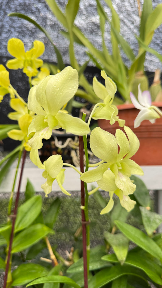 DENDROBIUM GREEN 4"