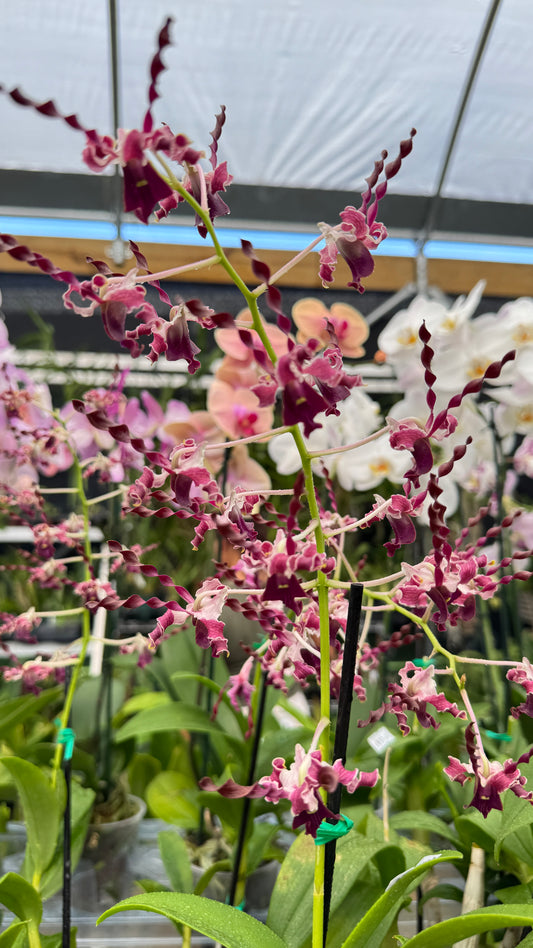 DENDROBIUM BIG BEN DARK 4"
