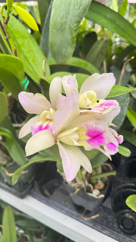 RHYNCHOLAELIOCATTLEYA MARIA BROWN 4"