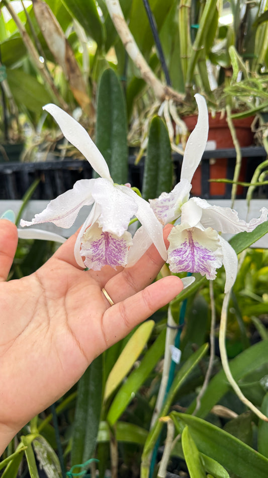 CATTLEYA DOMIANA 1859