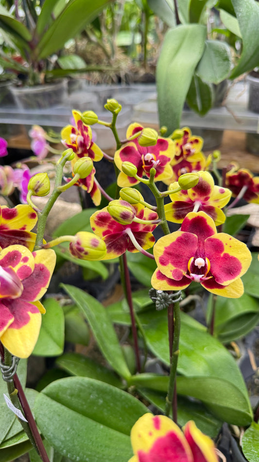 PHALAENOPSIS SPOTS 3"