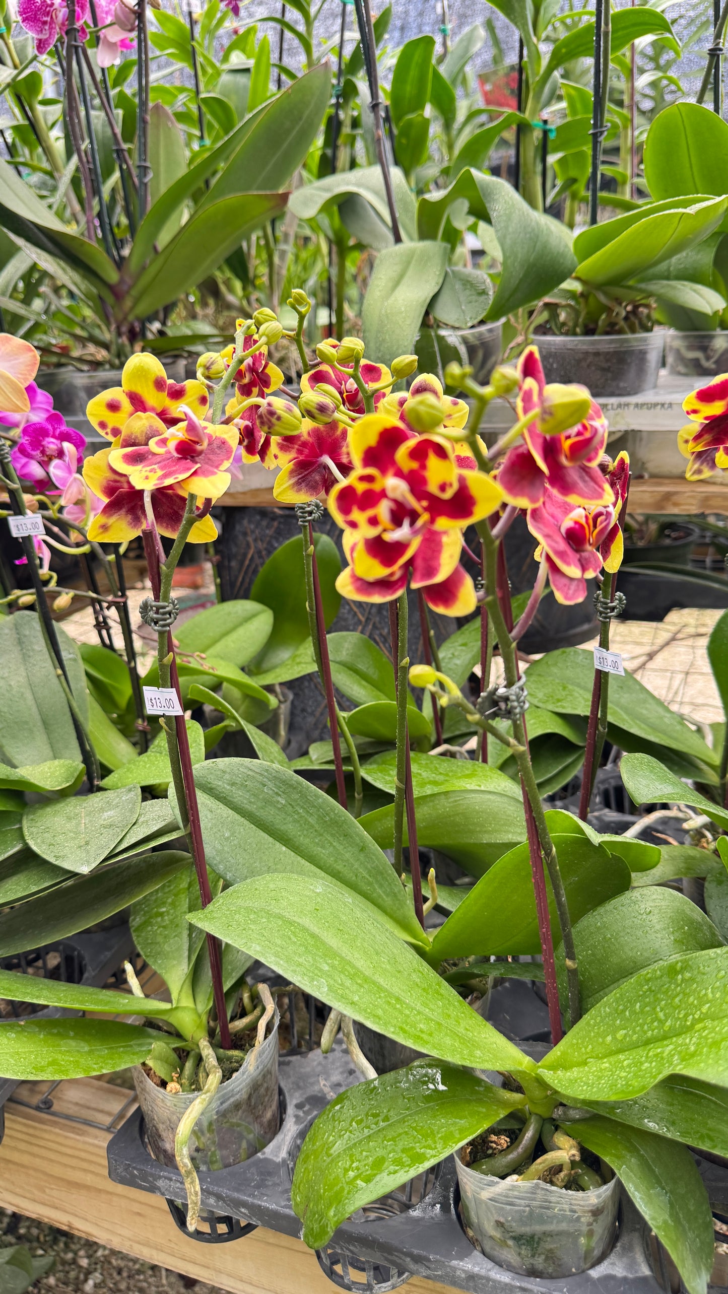PHALAENOPSIS SPOTS 3"