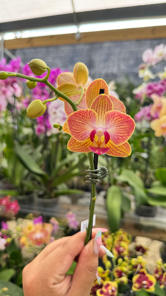 PHALAENOPSIS ORANGE 3"