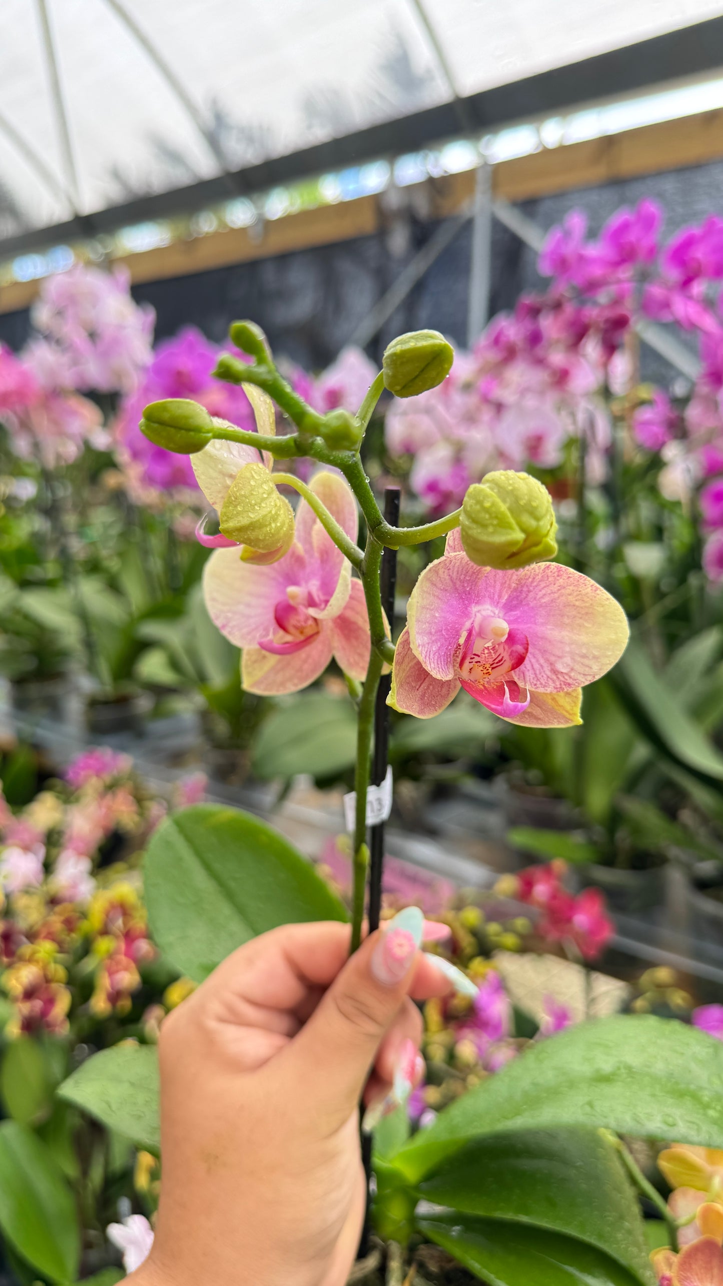 PHALAENOPSIS PINK AND YELLOW 3"