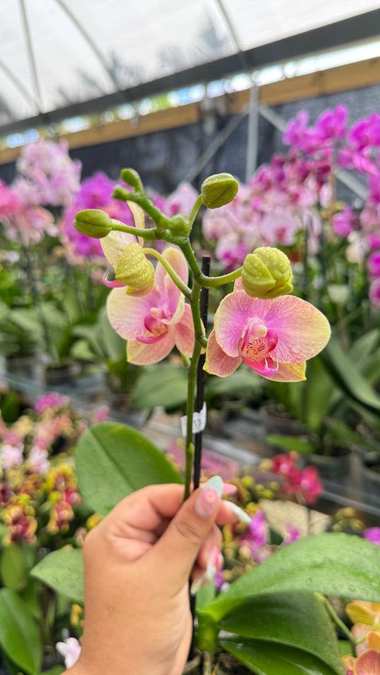 PHALAENOPSIS PINK AND YELLOW 3"