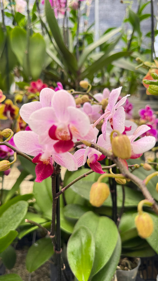 PHALAENOPSIS PINK AND PURPLE LIP 3"