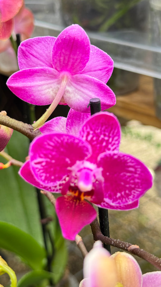 PHALAENOPSIS PURPLE 3"